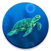 CodyCross Schildkröten